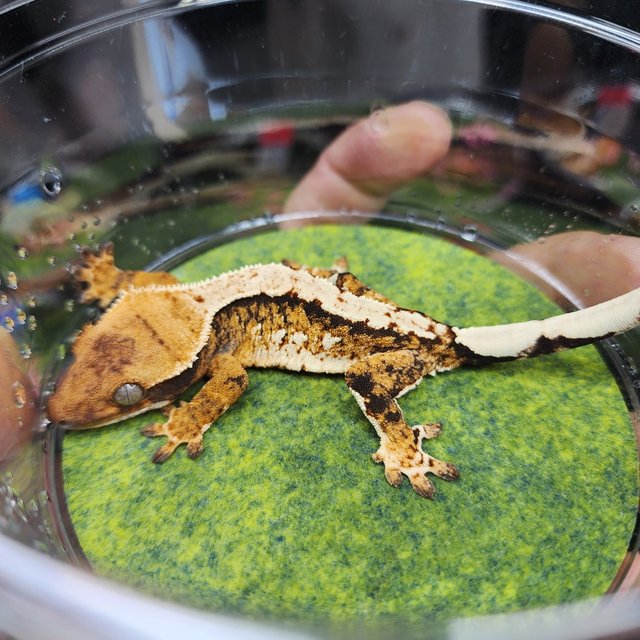 트라이 익스트림할리퀸 할리퀸 화이트크라운 핀스트라이프