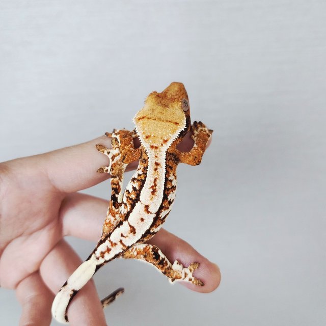 Tri Extreme Harlequin Harlequin White Crown White Spot Tangerine