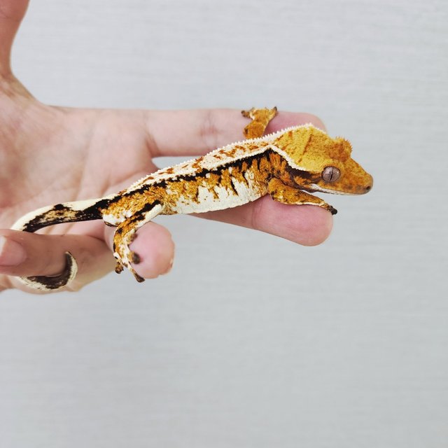 Tri Extreme Harlequin Harlequin White Spot White Crown Tangerine