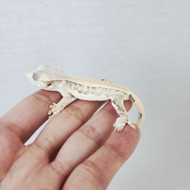 Lilly White Full Pinstripe Solid Back Drippy