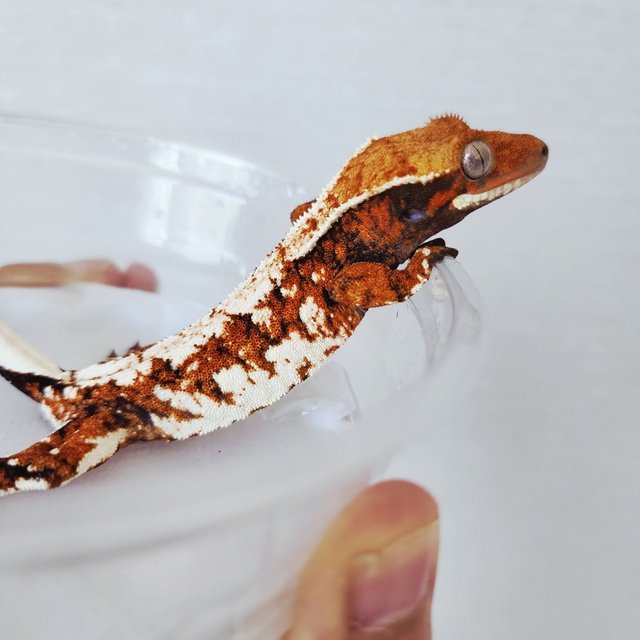 Harlequin Extreme Harlequin Tangerine White Spot White Crown Tri