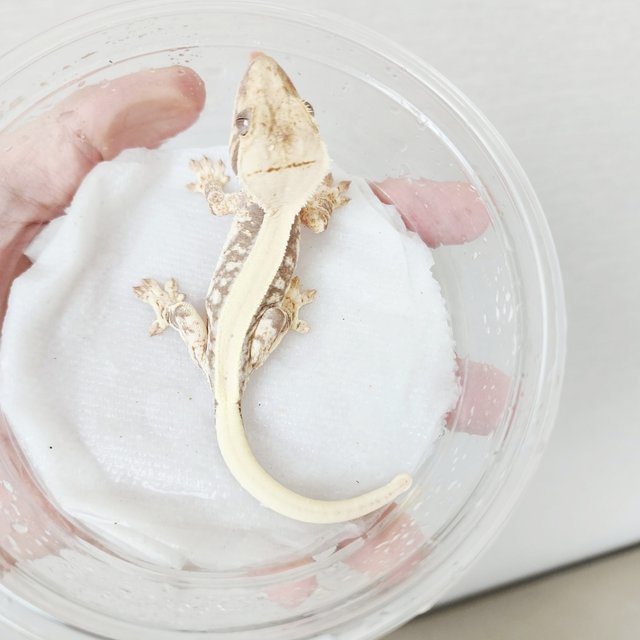 Drippy Solid Back Lilly 100% Het Axanthic