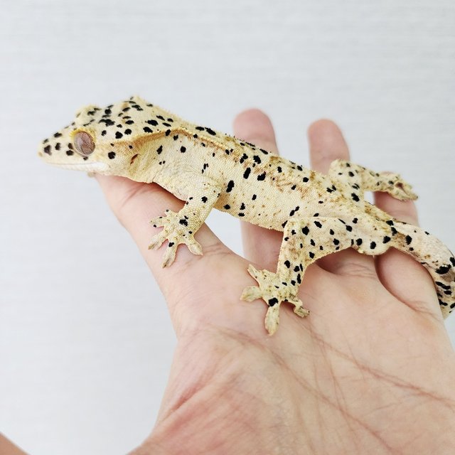 Super Dalmatian