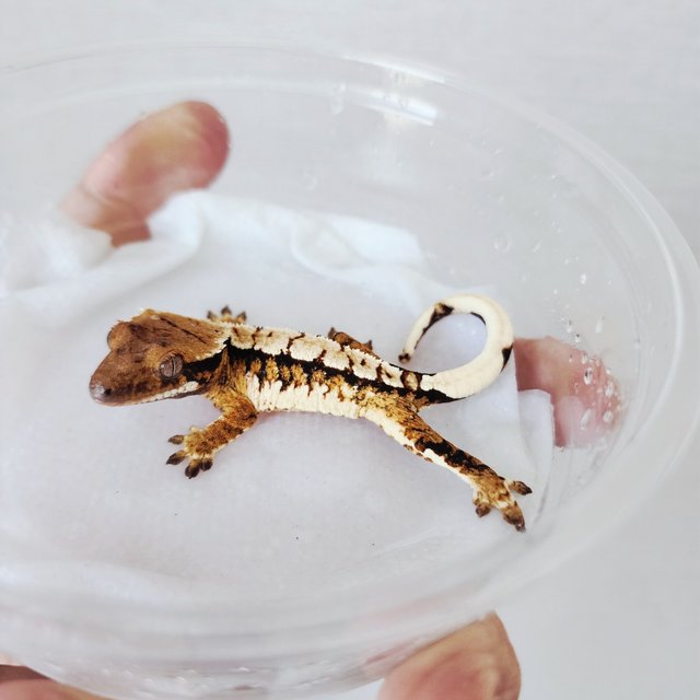 Tri Extreme Harlequin Harlequin White Crown White Spot