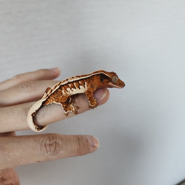 트라이 화이트핀 핀스트라이프 화이트스팟 텐저린