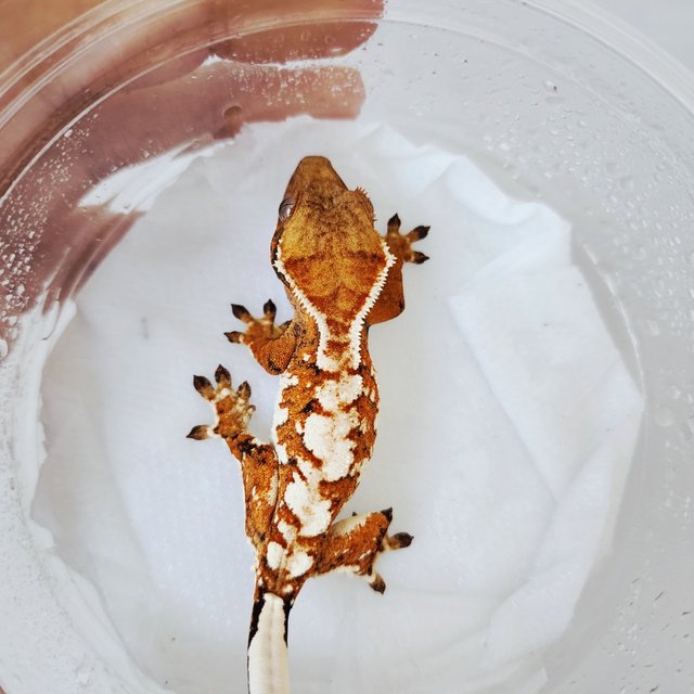 White Pin Extreme Harlequin White Tangerine White Spot Tri