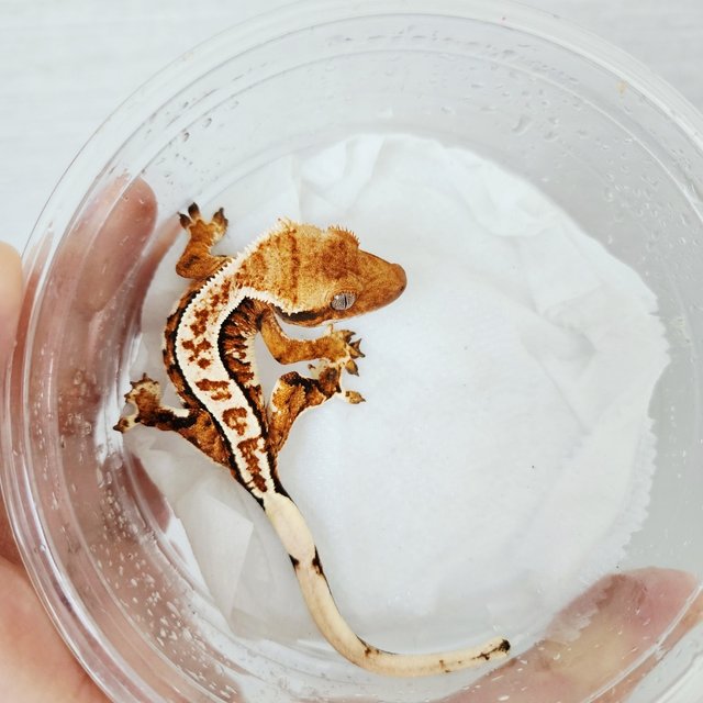 Tri Extreme Harlequin Harlequin Tangerine White Spot White Crown