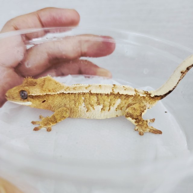 Yellow Creamsicle Cream