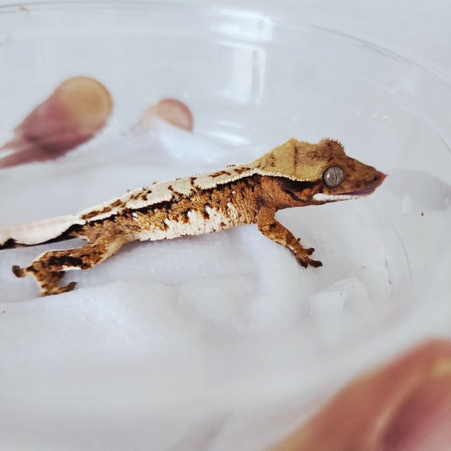 트라이 화이트크라운 화이트핀 할리퀸 익스트림할리퀸 텐저린