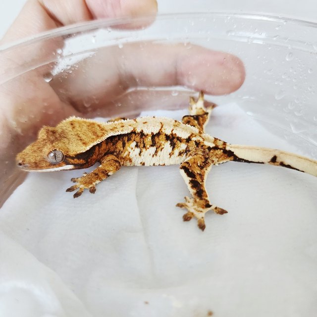 Extreme Harlequin Harlequin White Spot Tri