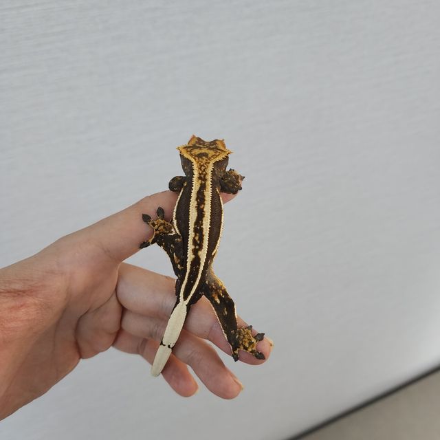 슈퍼스트라이프 엠티백 쿼드 풀핀 화이트핀 블랙