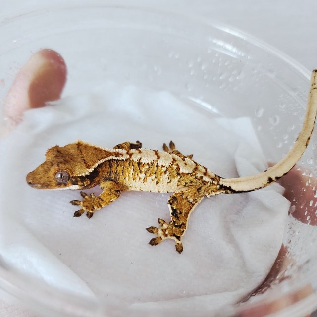 White Crown White Pin Tri Harlequin Extreme Harlequin