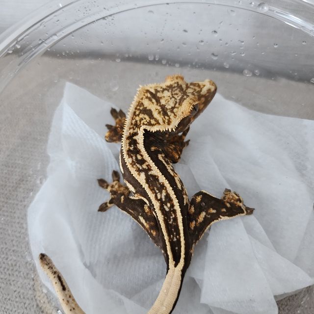 오닉스 블랙 엠티백 슈퍼스트라이프 쿼드 풀핀