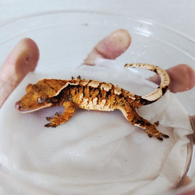 Tri Harlequin Tangerine White Crown Extreme Harlequin