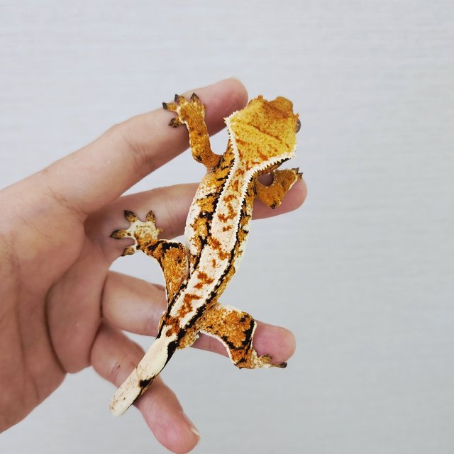 Tri Extreme Harlequin Harlequin White Spot White Crown Tangerine