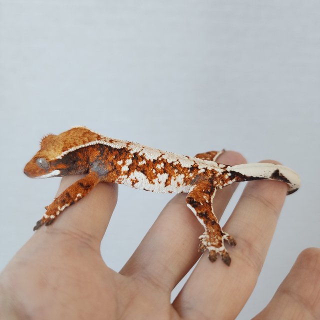 Tangerine White Spot White Crown Extreme Harlequin Tri Harlequin