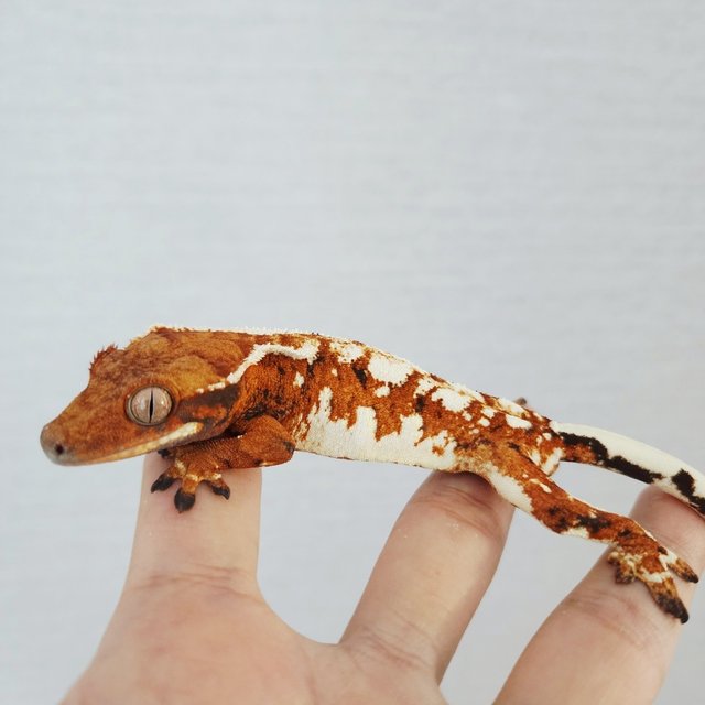 White Pin Tangerine White Spot Extreme Harlequin Tri White