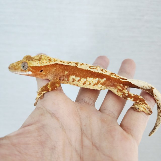 100% Het Axanthic Tri