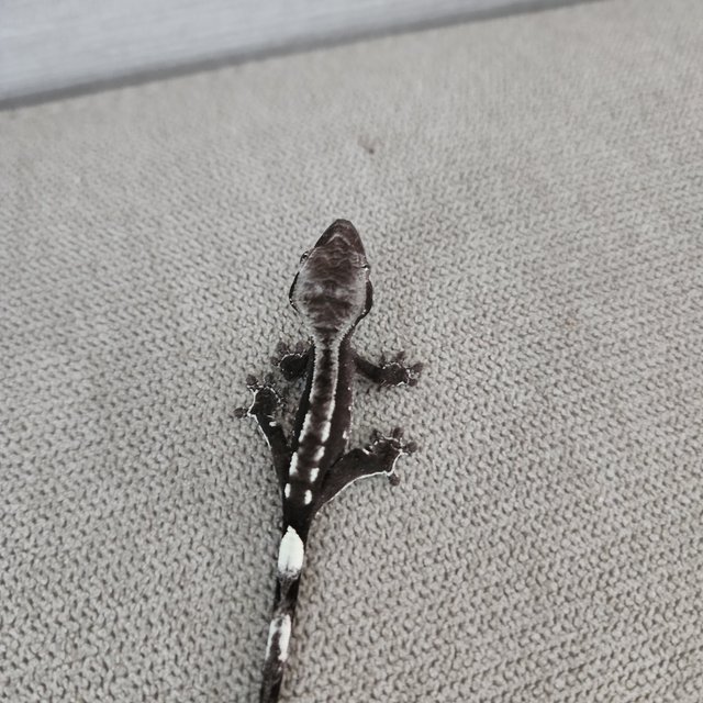 아잔틱