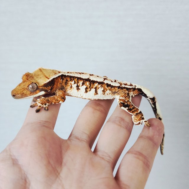 Tri Extreme Harlequin Harlequin White Crown White Spot Tangerine