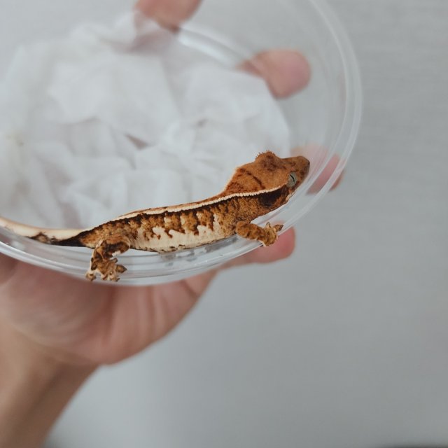 트라이 화이트핀 핀스트라이프 화이트스팟 텐저린