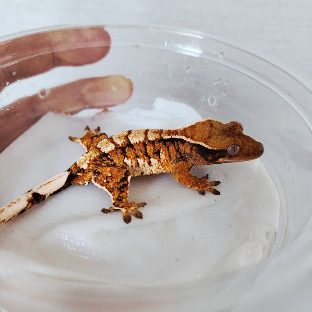 Tri Harlequin Tangerine White Crown Extreme Harlequin