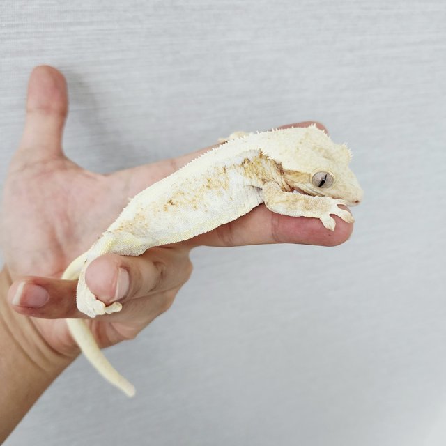 릴리화이트 트라이