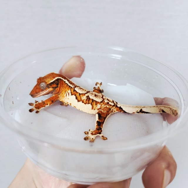 Extreme Harlequin Harlequin White Spot White Crown Tri Tangerine