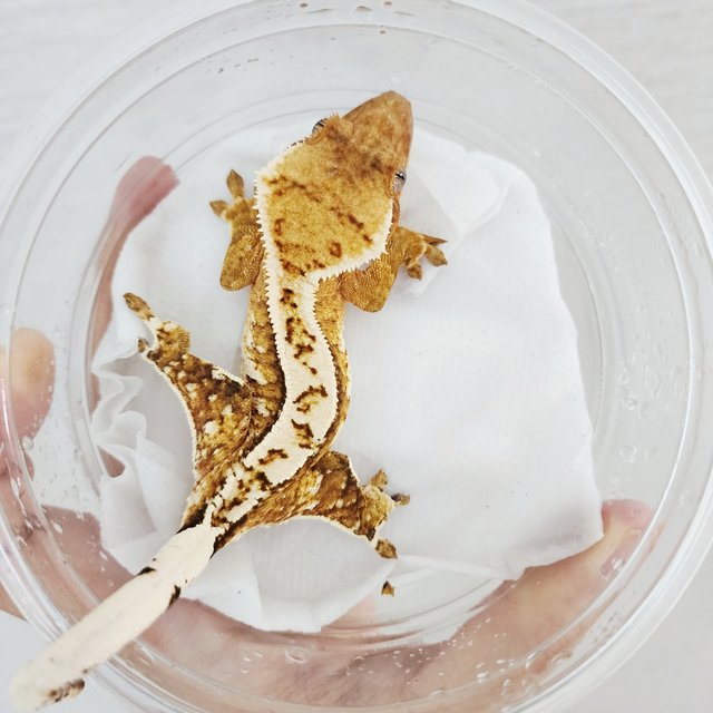 White Crown White Pin Creamsicle Cream Yellow Drippy