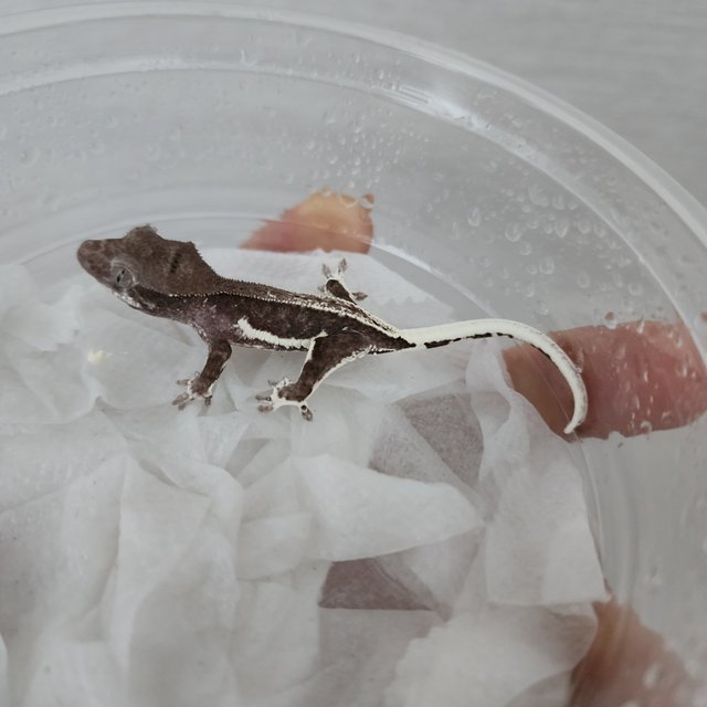 릴잔틱 팬텀 풀핀 화이트핀