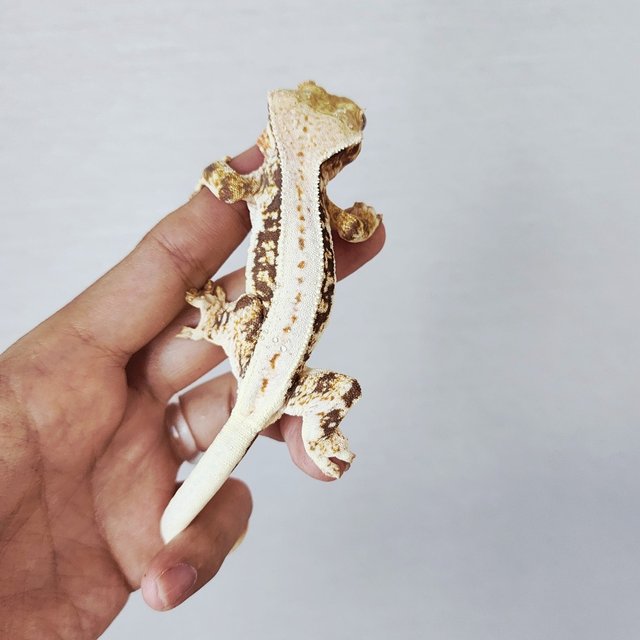 Lilly 100% Het Axanthic Tri Drippy Full Pinstripe Quad