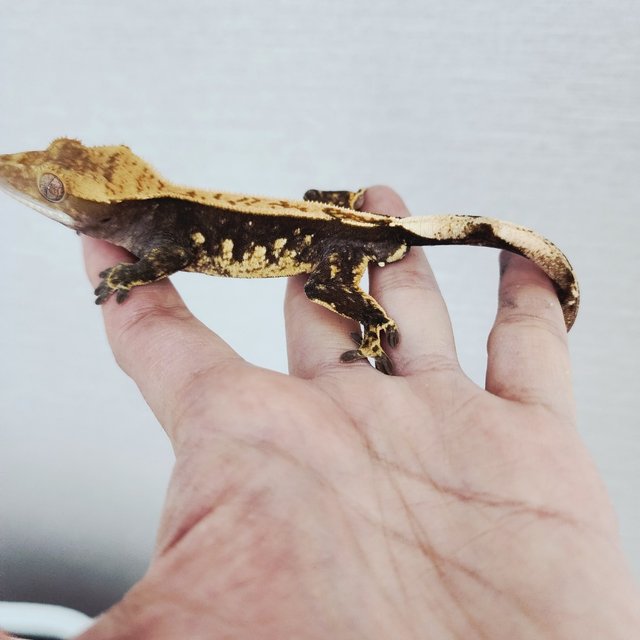 100%헷아잔틱 블랙 핀스트라이프 할리퀸