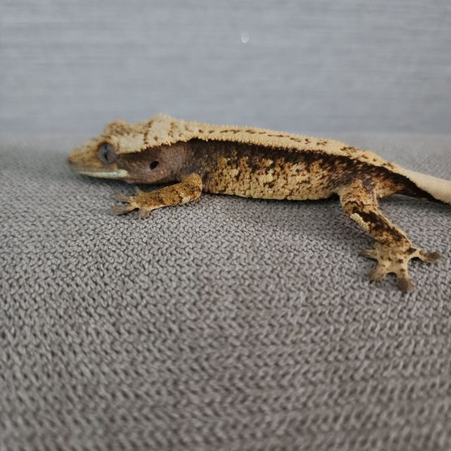 트라이