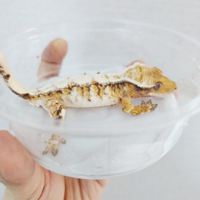 Tri Drippy Extreme Harlequin White Crown White Spot Harlequin