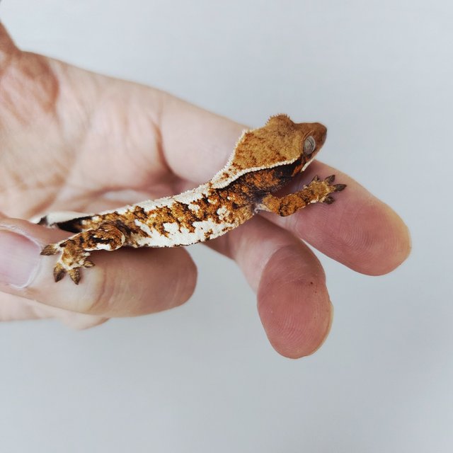 트라이 익스트림할리퀸 할리퀸 화이트크라운 화이트스팟 텐저린