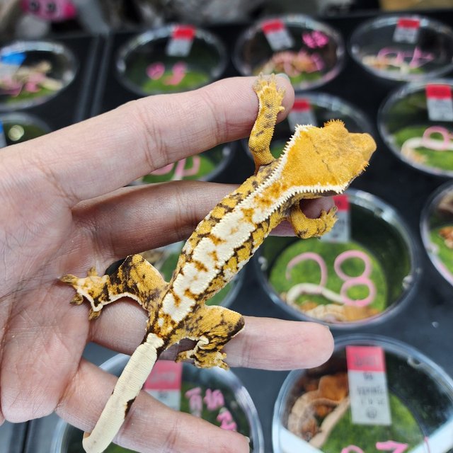 트라이 익스트림할리퀸 할리퀸 화이트핀 화이트크라운 텐저린