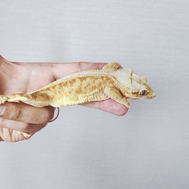 Lilly 100% Het Axanthic Phantom