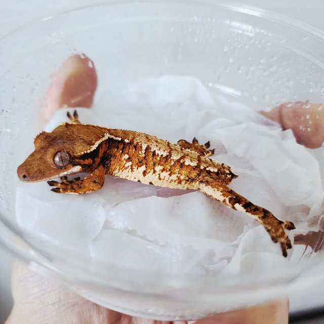 할리퀸 익스트림할리퀸 텐저린 화이트스팟 화이트크라운 트라이