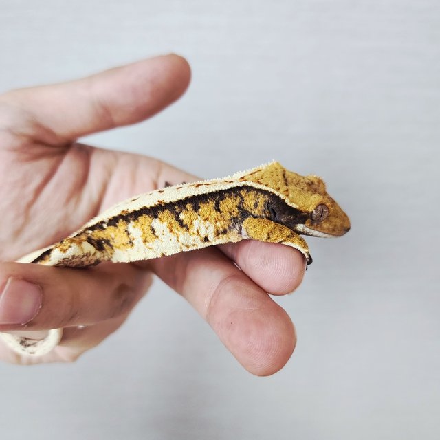 Tri Extreme Harlequin Harlequin White Pin