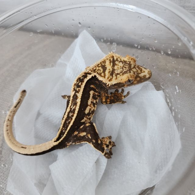 오닉스 블랙 엠티백 슈퍼스트라이프 쿼드 풀핀