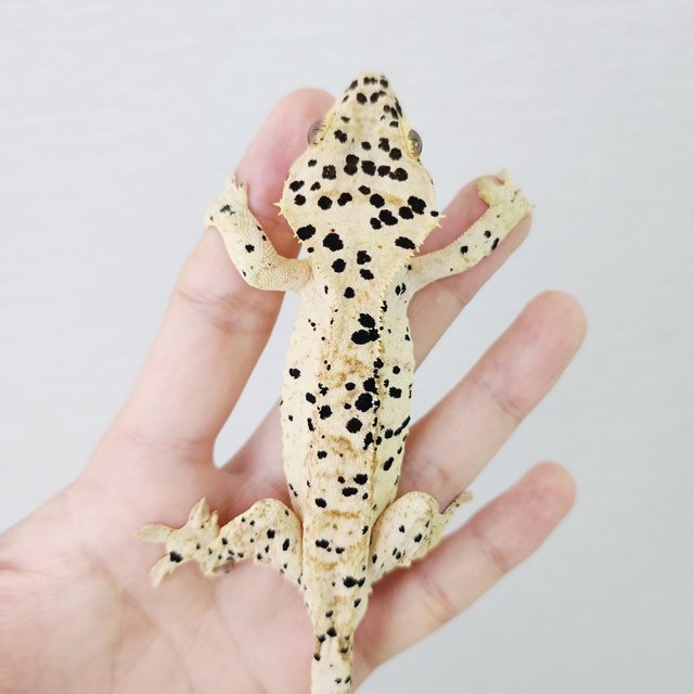 Super Dalmatian