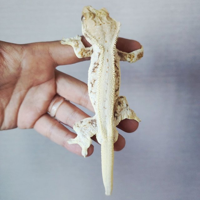 Lilly 100% Het Axanthic Tri Drippy White Spot White Pin