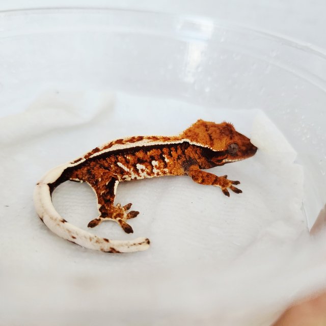 트라이 화이트크라운 핀스트라이프 쿼드 화이트스팟 텐저린