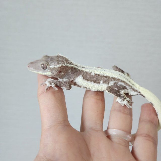 Lilly Axanthic Full Pinstripe White Pin White Crown Empty Back