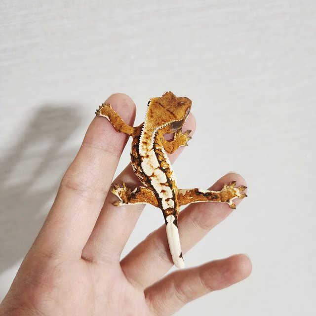 Tri Extreme Harlequin Harlequin White Spot White Crown Tangerine