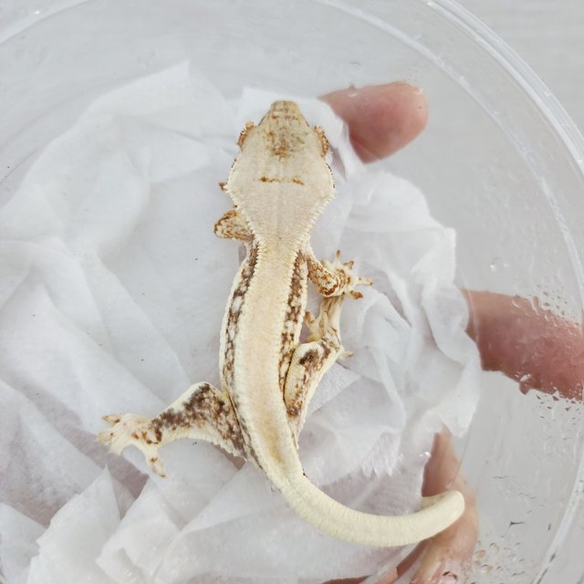 릴리화이트 풀핀 솔리드백