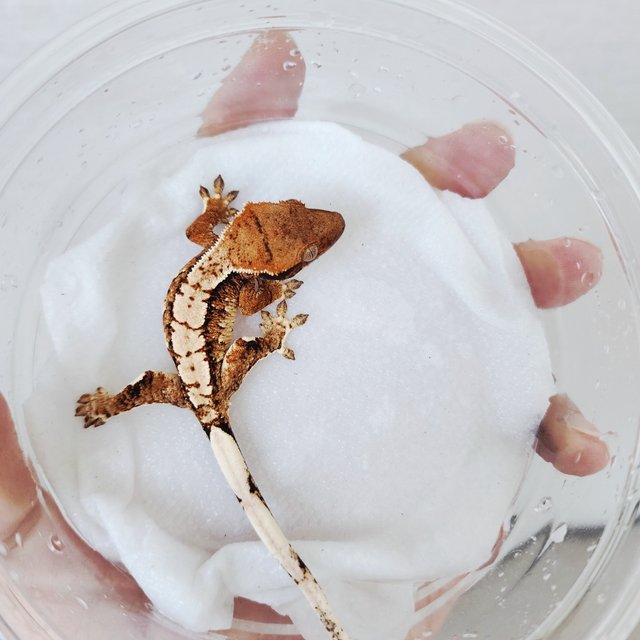 Tri Extreme Harlequin Harlequin White Spot White Crown Tangerine