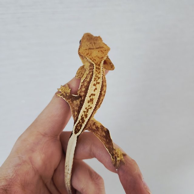 Tri Quad Full Pinstripe 100% Het Axanthic White Pin