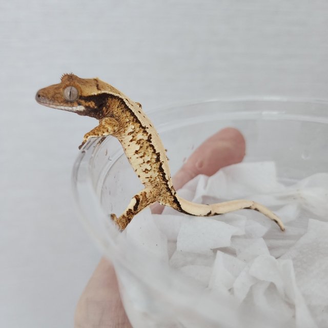 화이트스팟 화이트포트홀 화이트핀 트라이