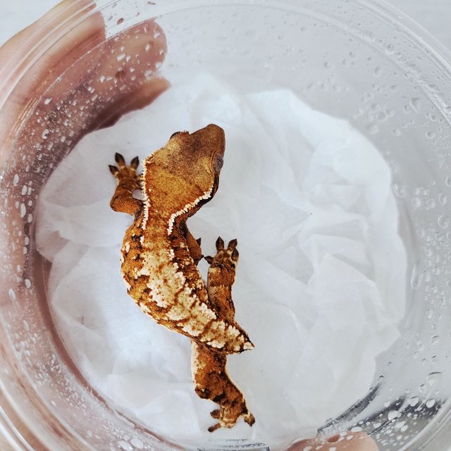 할리퀸 익스트림할리퀸 텐저린 화이트스팟 화이트크라운 트라이